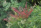 Nandina domestica