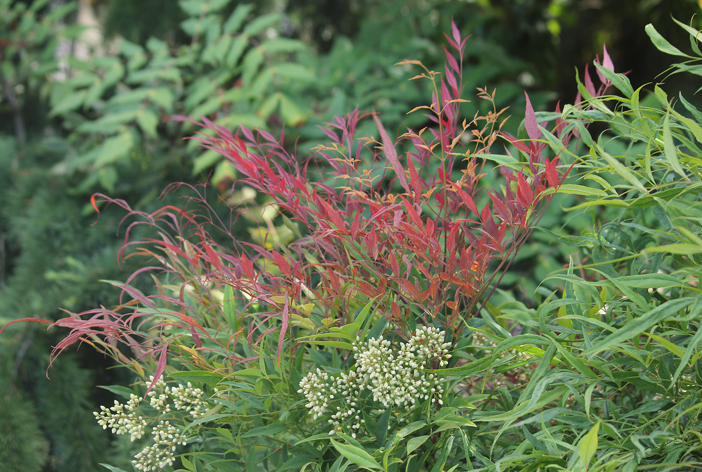 Изображение особи Nandina domestica.