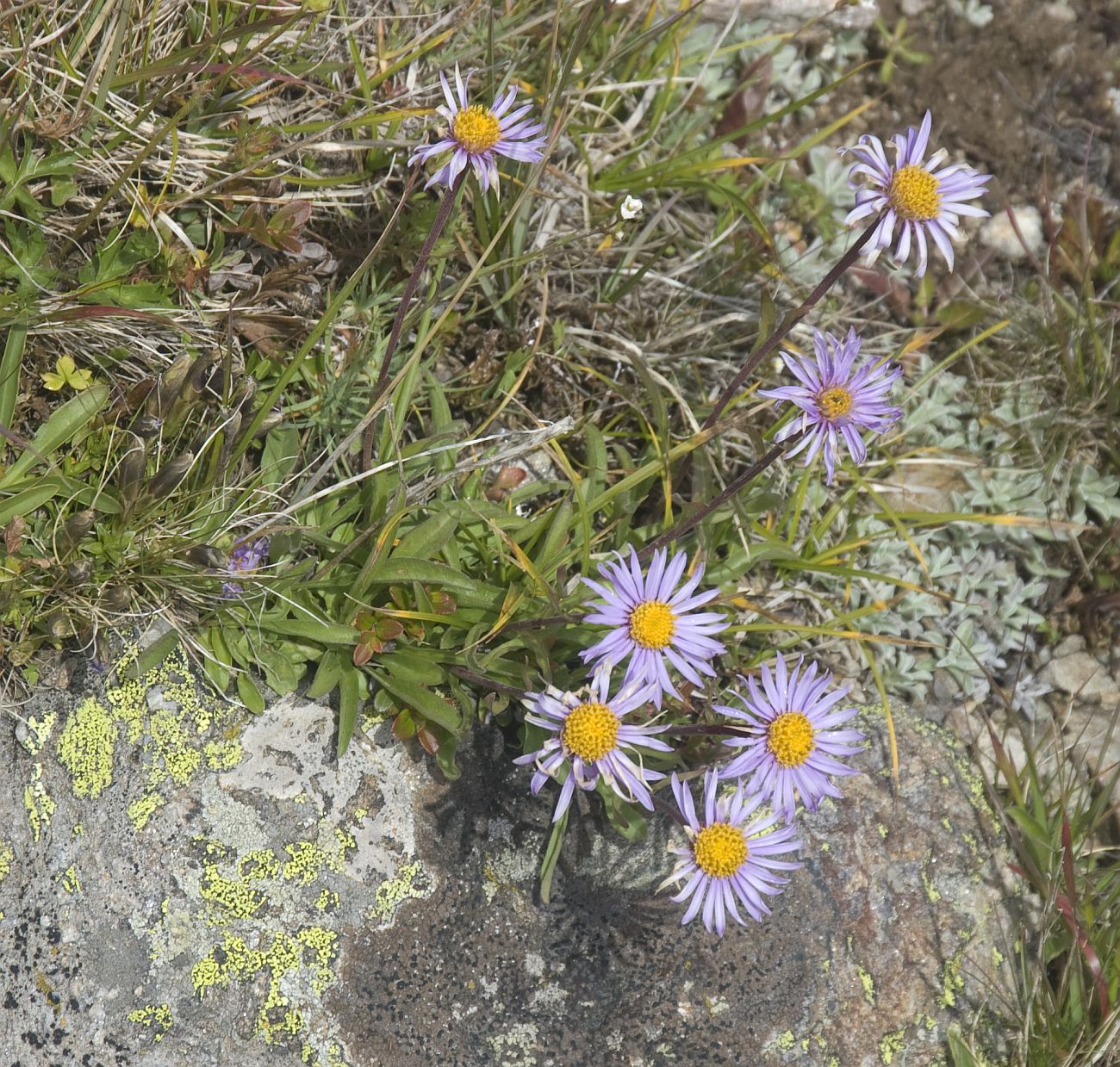 Изображение особи Aster alpinus.