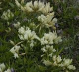 Trifolium polyphyllum