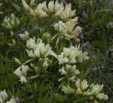 Trifolium polyphyllum. Цветущие растения. Кабардино-Балкария, южный склон Эльбруса, альпийский луг на высоте 3250 м, рядом со старой дорогой, которая идет на станцию \"Мир\". 19.07.2009.