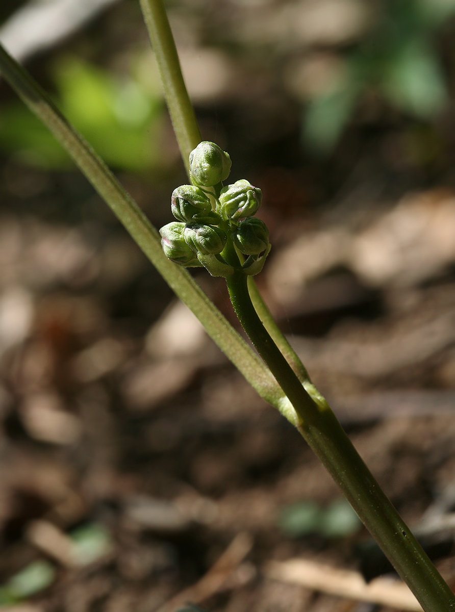 Изображение особи Actaea spicata.