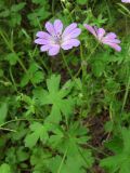 Geranium pyrenaicum. Верхняя часть цветущего растения. Крым, Байдарская долина, буковый лес. 21 мая 2010 г.