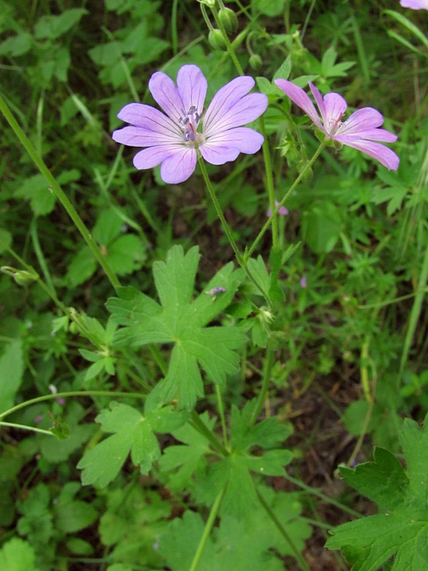 Изображение особи Geranium pyrenaicum.