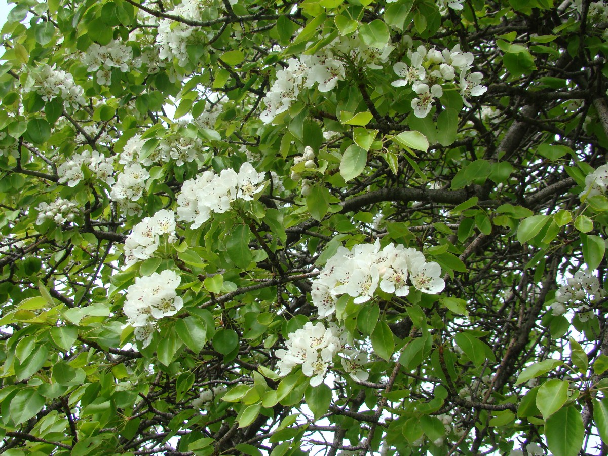 Изображение особи Pyrus turcomanica.