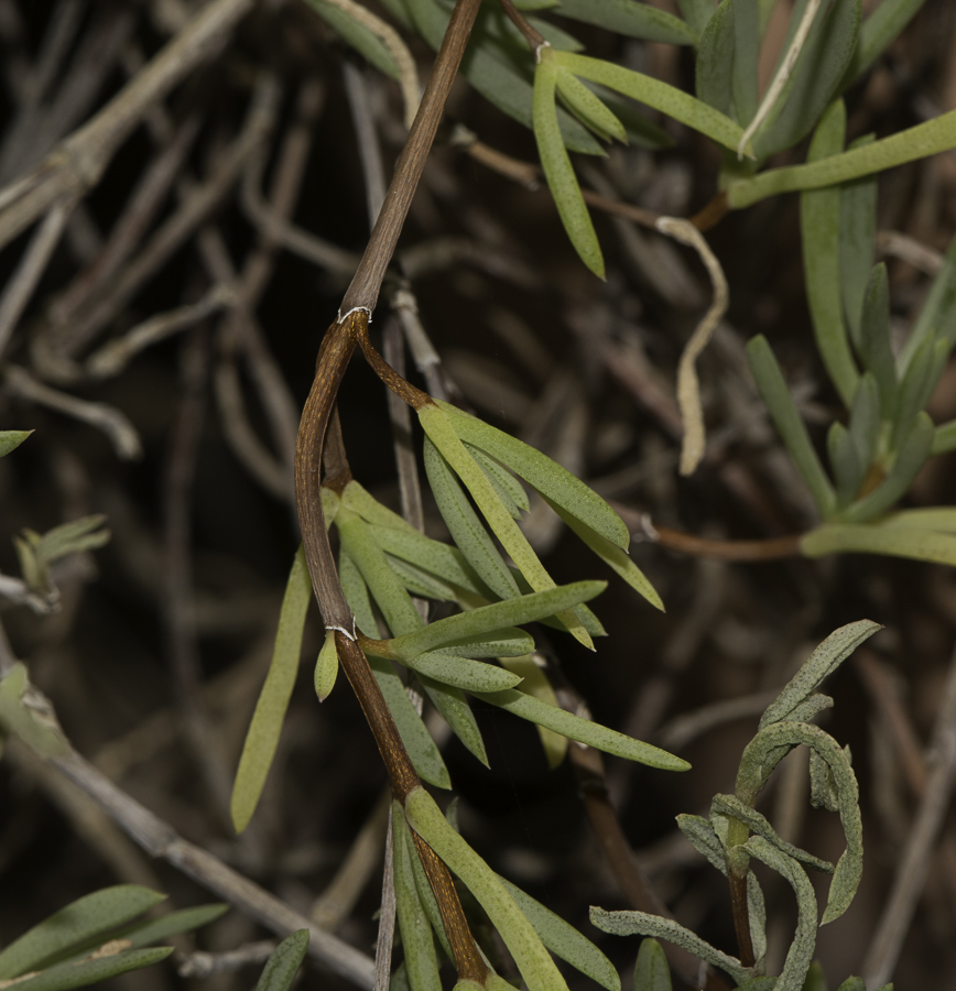 Изображение особи Lampranthus falcatus.