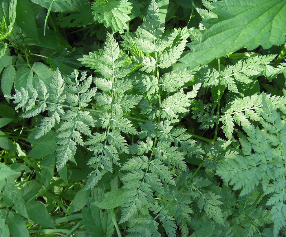 Изображение особи Anthriscus sylvestris.