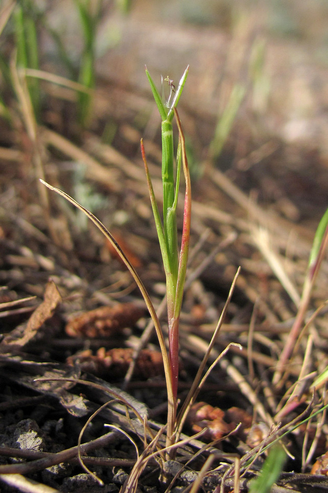 Image of Monerma cylindrica specimen.