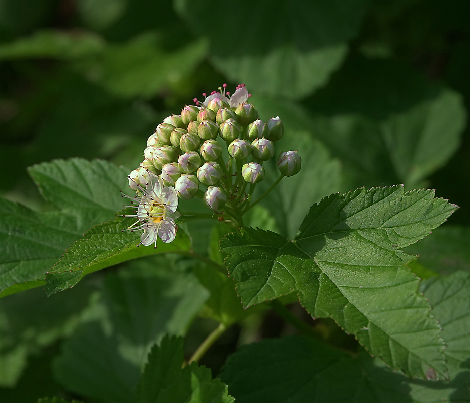 Изображение особи Physocarpus opulifolius.