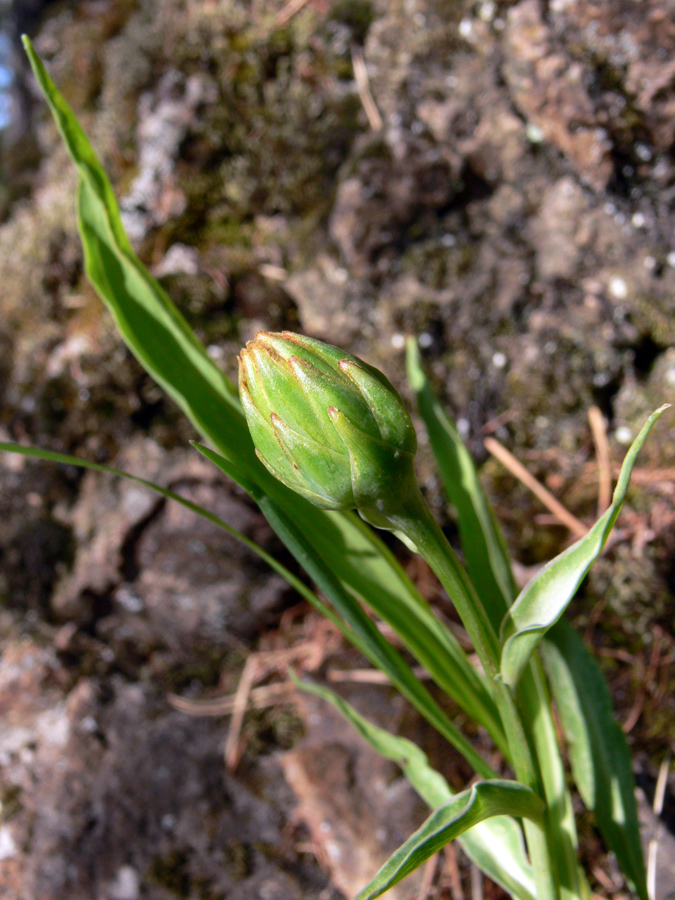 Image of Scorzonera glabra specimen.