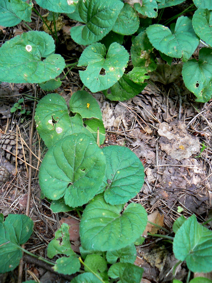 Image of Viola collina specimen.