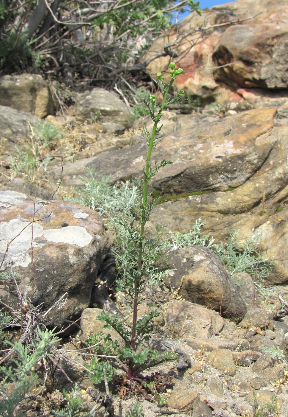 Изображение особи Senecio jacobaea.