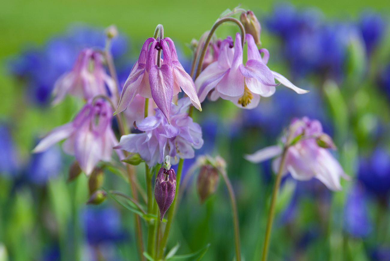 Image of Aquilegia vulgaris specimen.