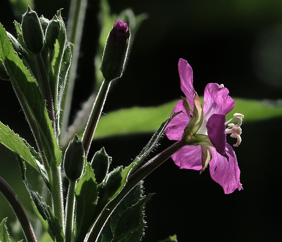 Изображение особи Epilobium hirsutum.