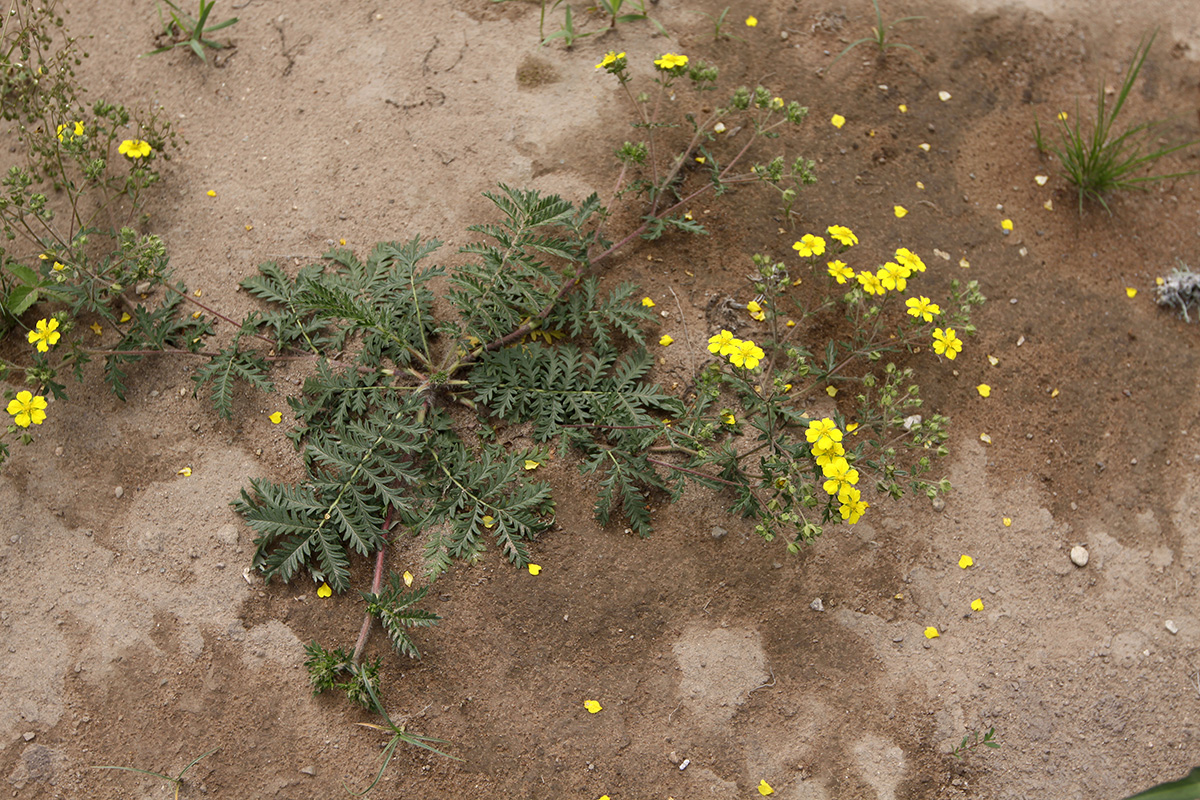 Изображение особи Potentilla chinensis.