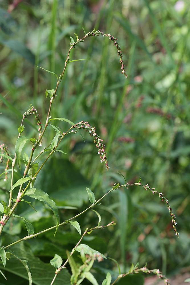 Image of Persicaria hydropiper specimen.