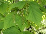 Acer tegmentosum