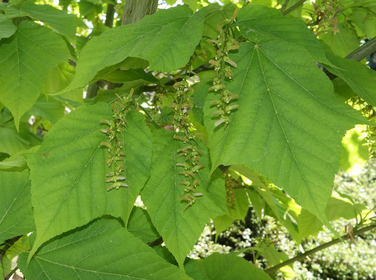 Image of Acer tegmentosum specimen.