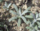 Salvia canescens variety daghestanica. Вегетирующее растение. Дагестан, окр. с. Талги, каменистый склон. 15.05.2018.