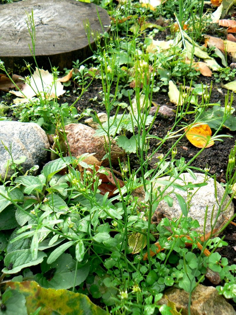 Image of Cardamine hirsuta specimen.