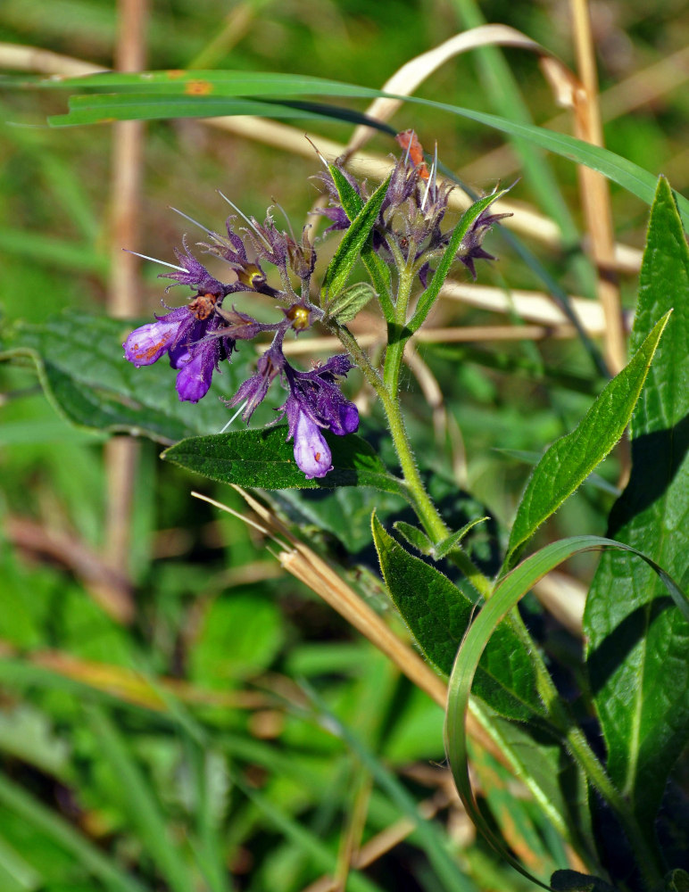 Изображение особи Symphytum officinale.