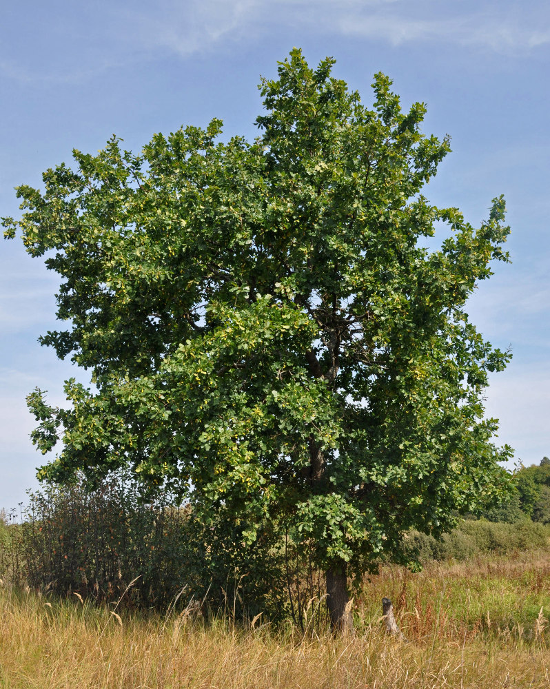 Image of Quercus robur specimen.