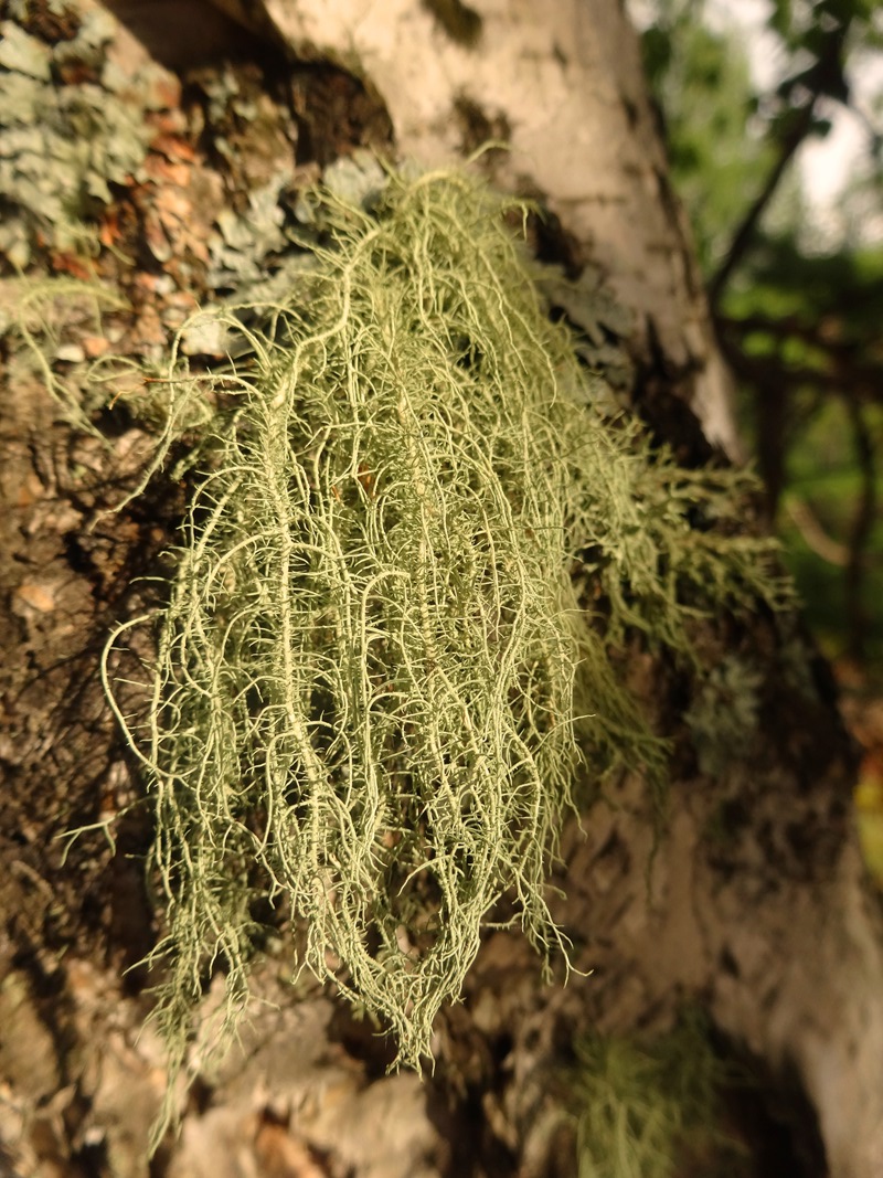 Image of Usnea hirta specimen.