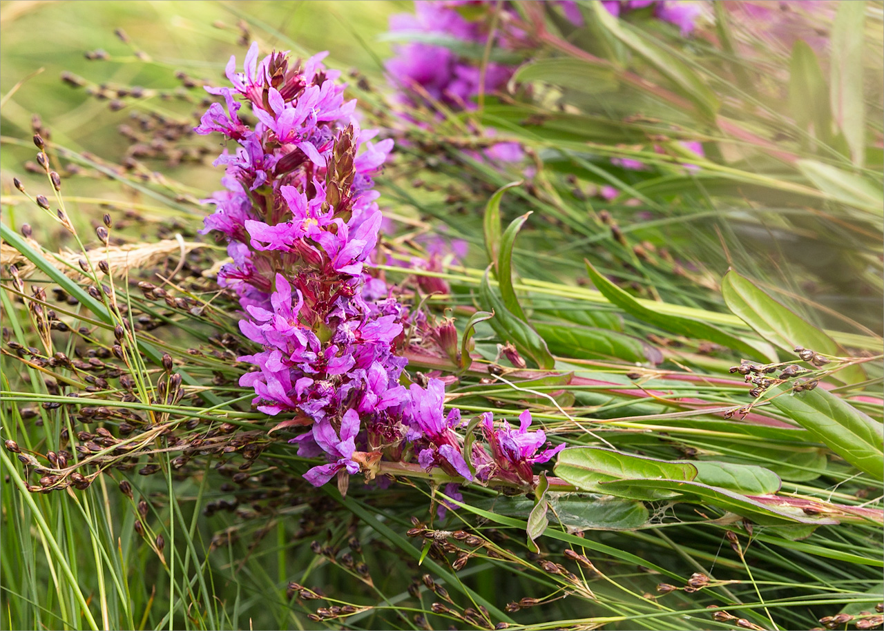 Изображение особи Lythrum salicaria.