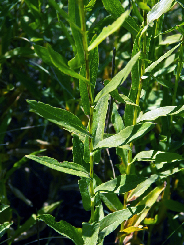 Изображение особи Inula aspera.