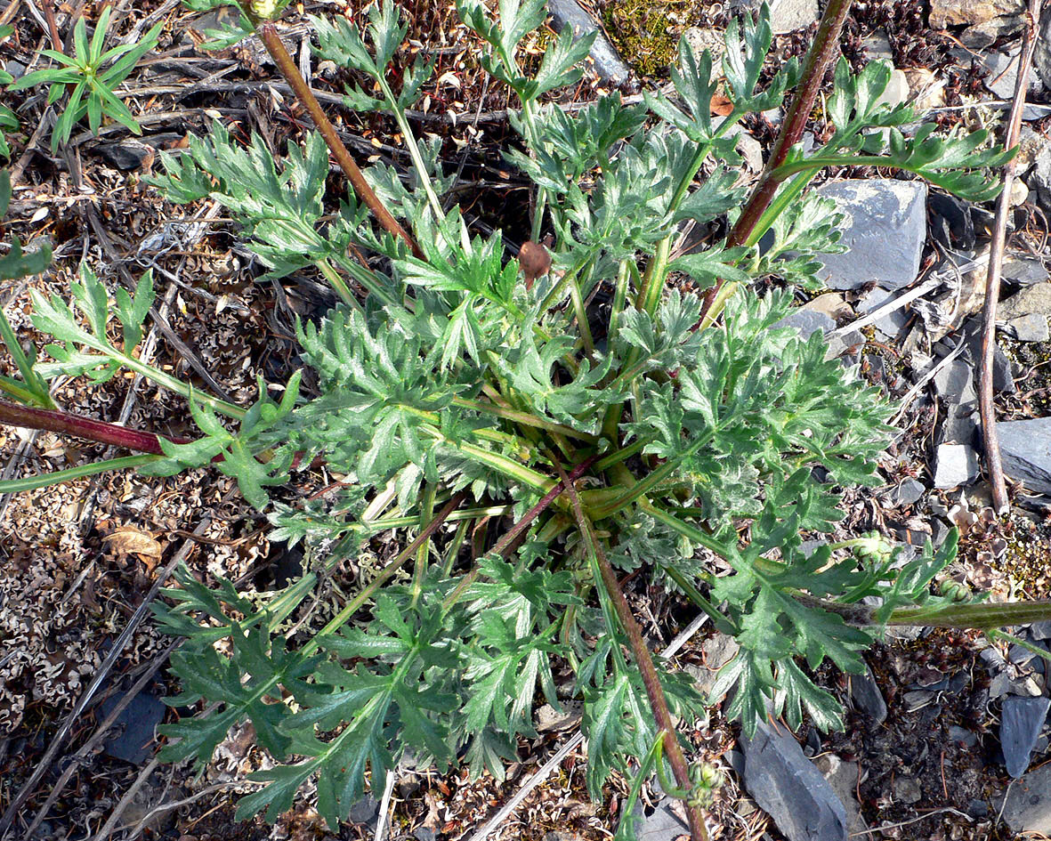 Image of Artemisia arctica ssp. ehrendorferi specimen.