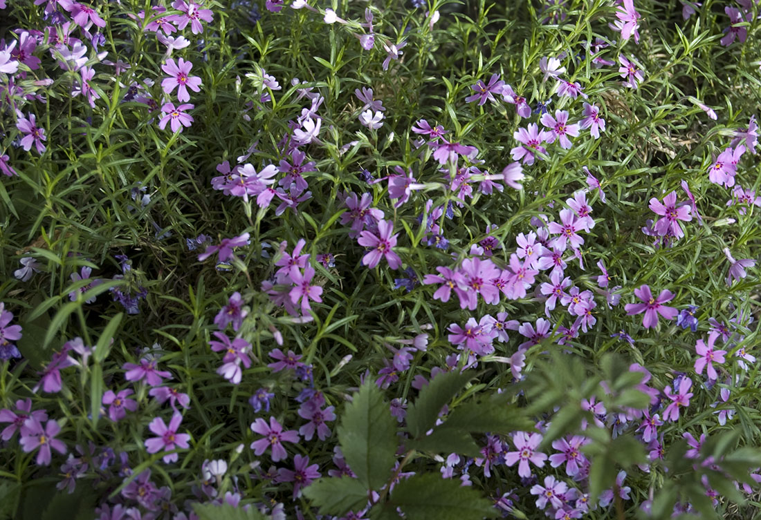 Image of Phlox subulata specimen.