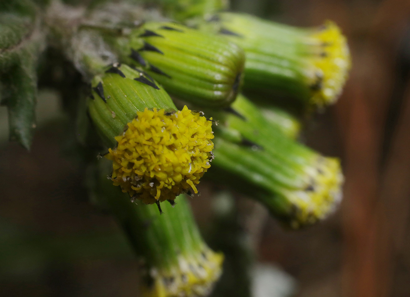 Image of Senecio vulgaris specimen.