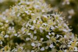 Cardaria draba