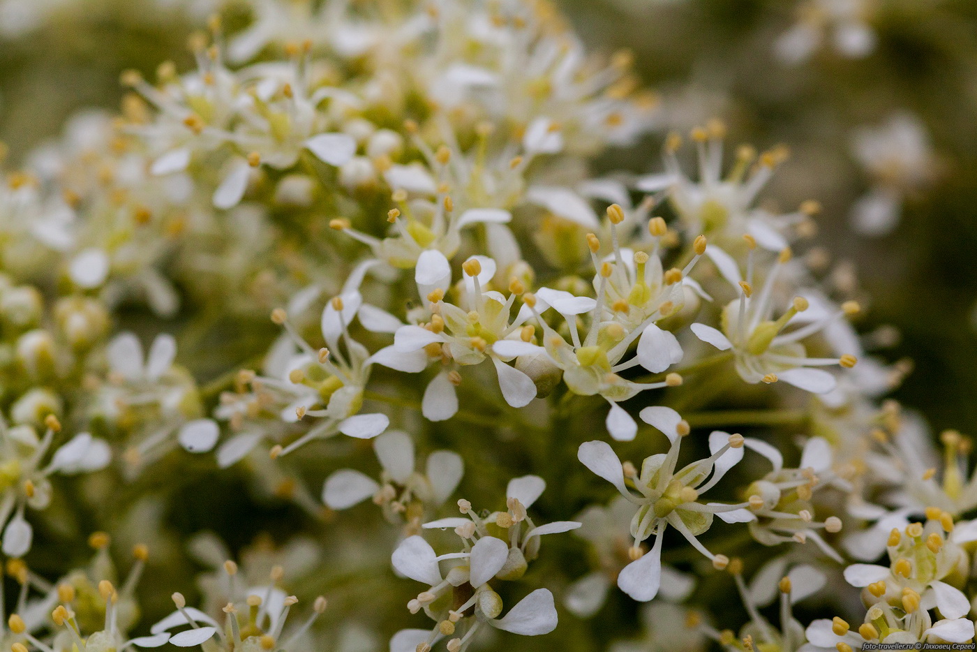 Image of Cardaria draba specimen.