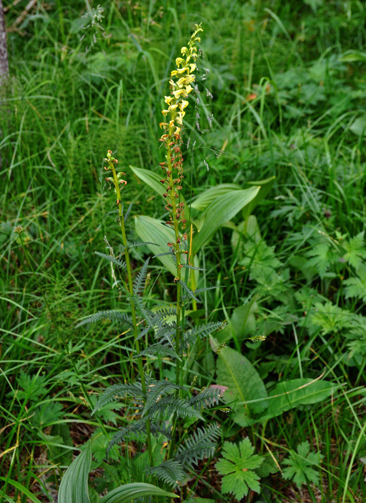 Изображение особи Pedicularis incarnata.