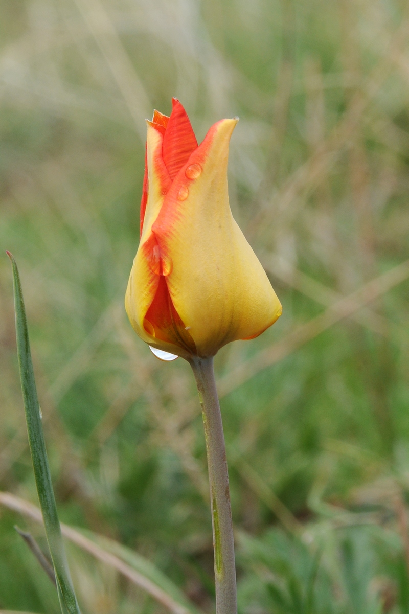 Изображение особи Tulipa kolpakowskiana.