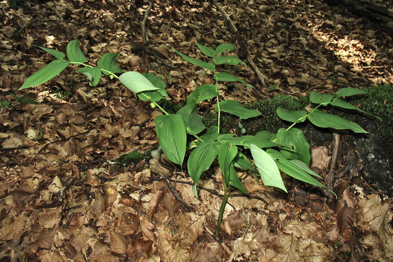 Изображение особи Streptopus amplexifolius.