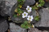 Saxifraga sibirica