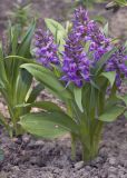 Dactylorhiza aristata. Цветущие растения. Костромская обл., Судиславский р-н, дер. Антипино, в культуре (происхождение - Сахалинская обл., Томаринский р-н). 18.05.2018.