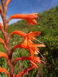 Watsonia tabularis