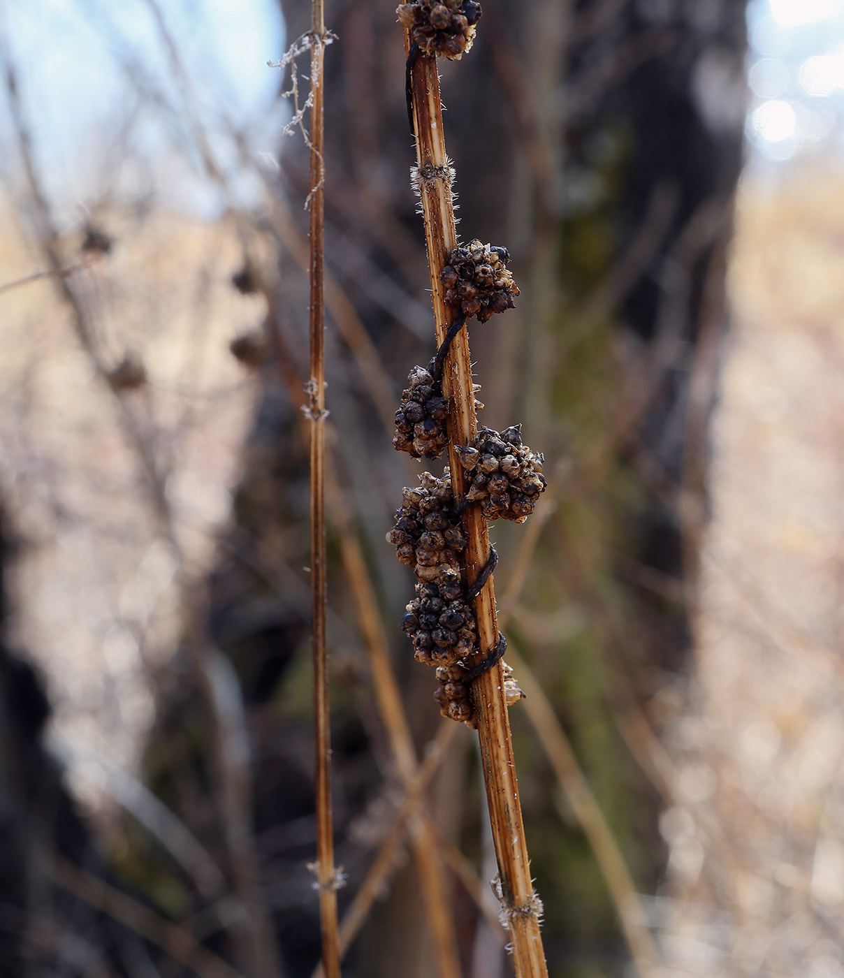 Image of Cuscuta europaea specimen.