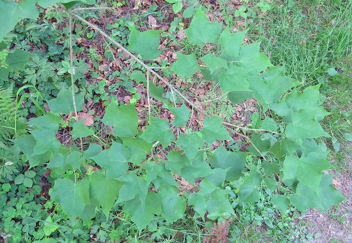 Image of Acer tenellum specimen.