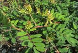 Astragalus glycyphyllos