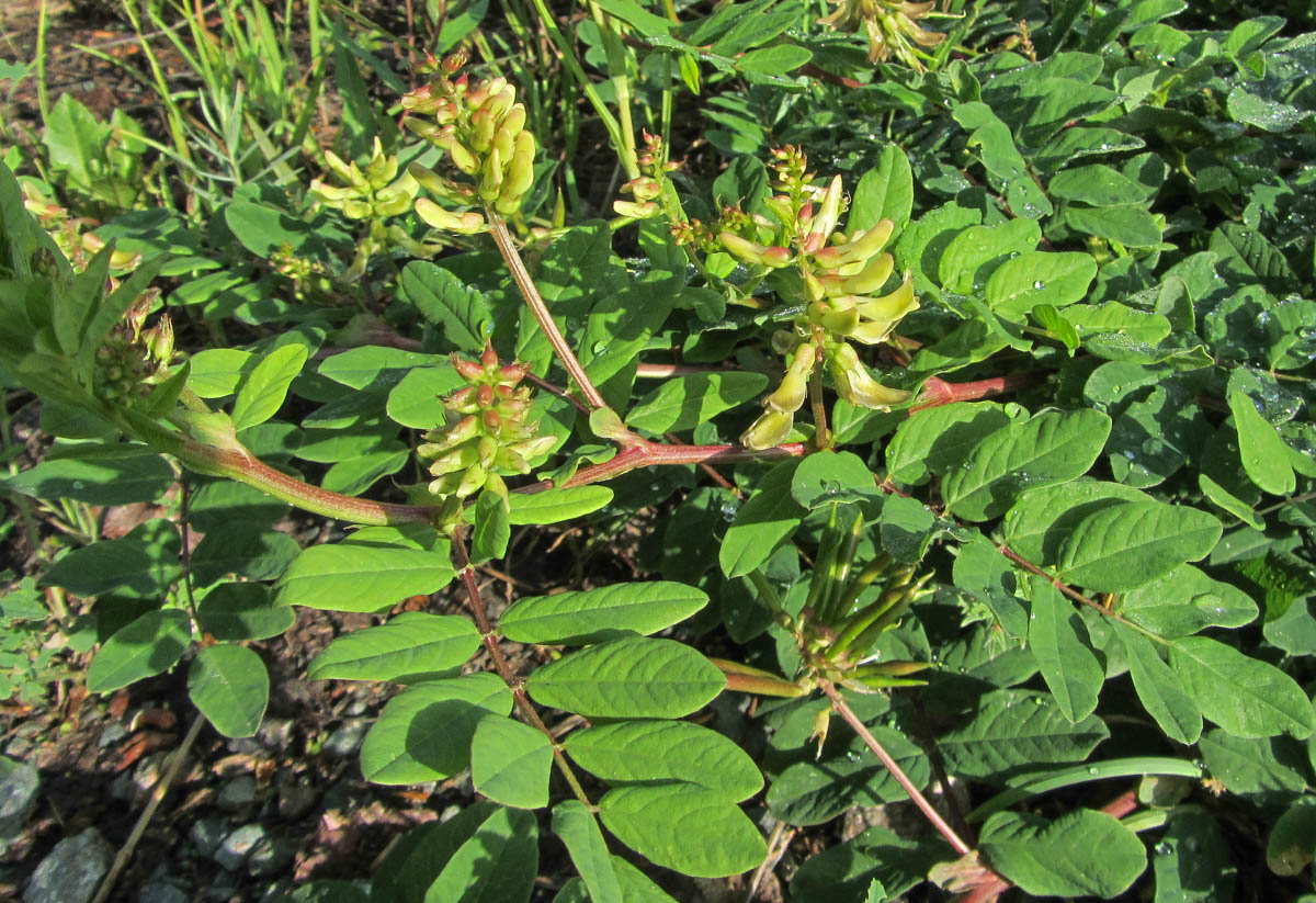 Изображение особи Astragalus glycyphyllos.