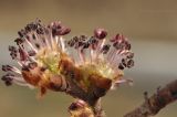 genus Ulmus