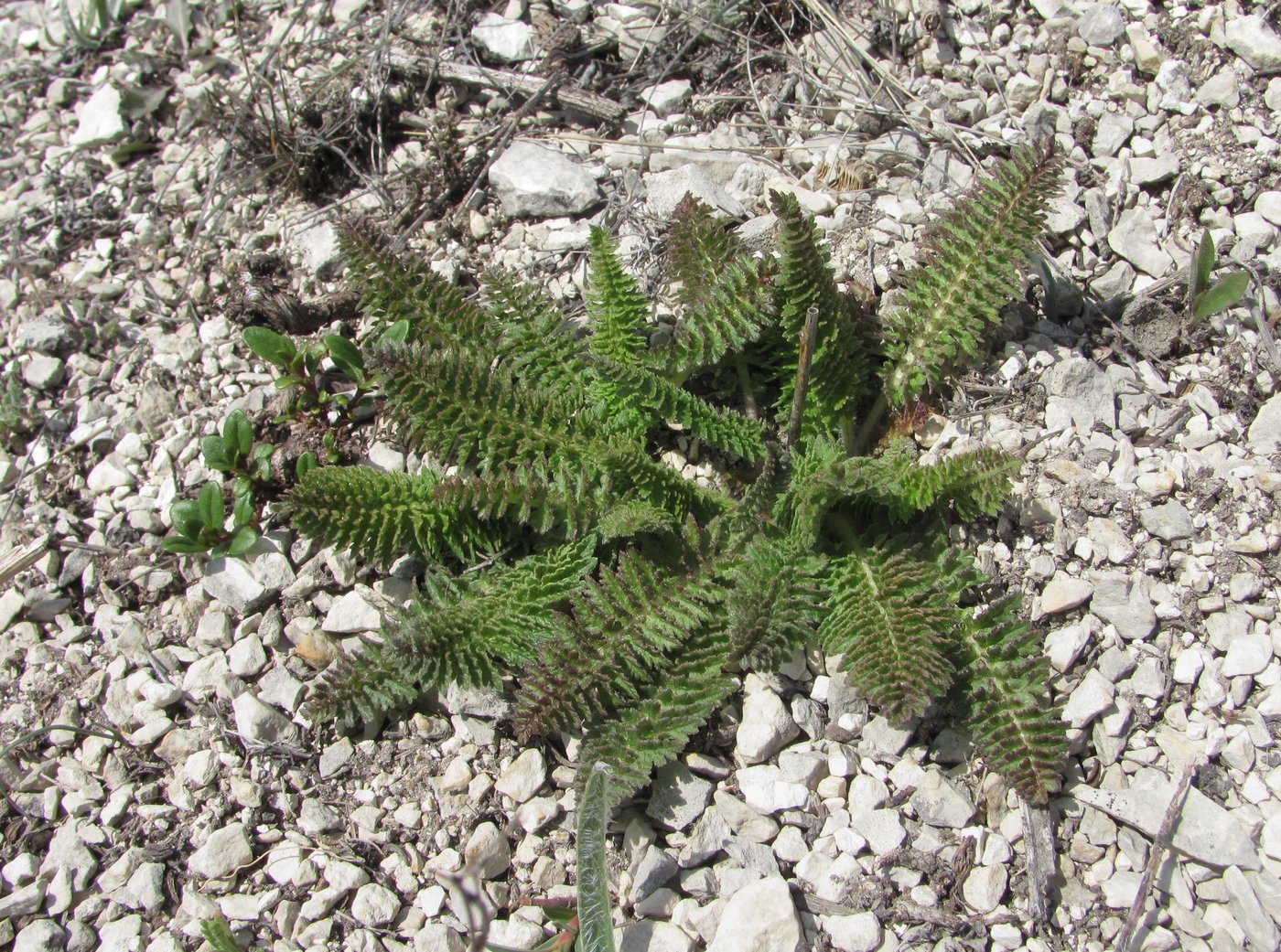 Изображение особи Pedicularis sibthorpii.