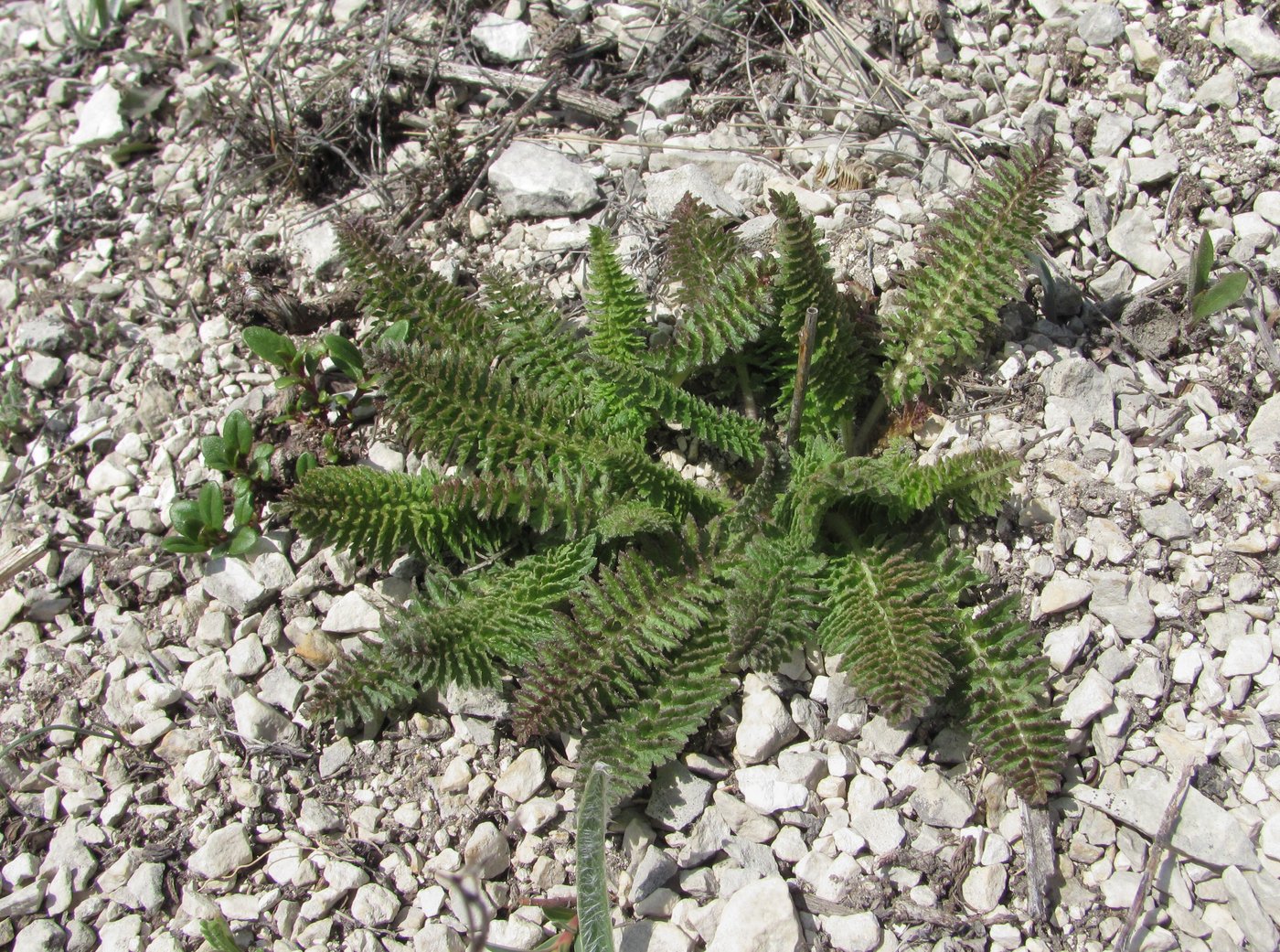 Image of Pedicularis sibthorpii specimen.