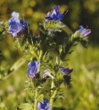 Echium vulgare