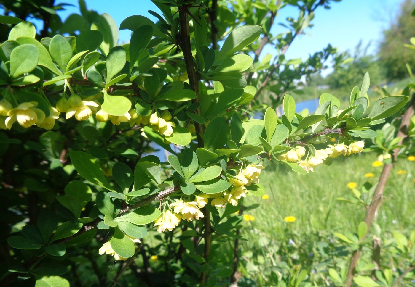 Изображение особи Berberis thunbergii.