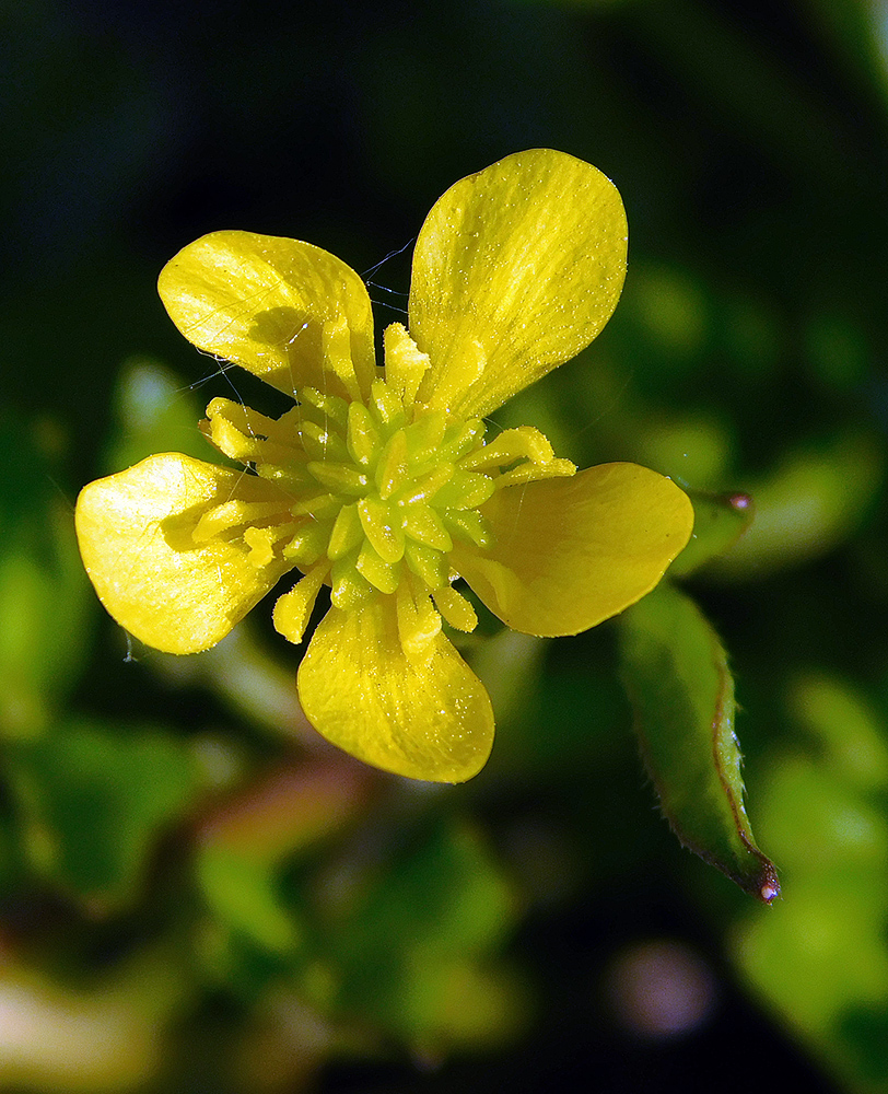 Image of Ranunculus sardous specimen.